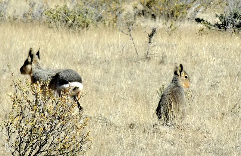 le Mara - Patagonie