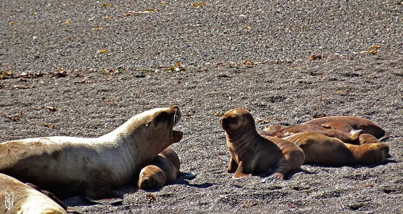 les bébés otarie en Patagonie