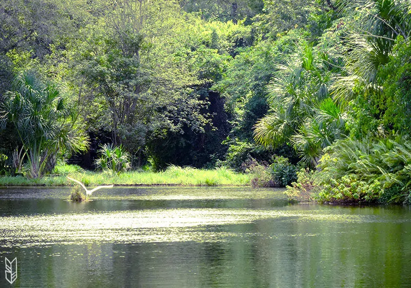 le Venezuela au vert