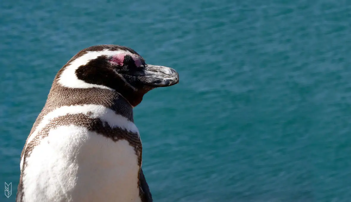 pingouin de la Péninsule de Valdes