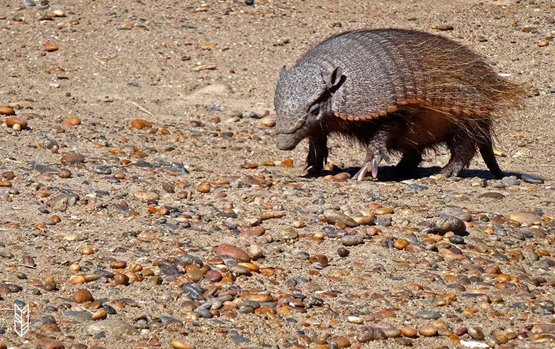 un tatou en Patagonie