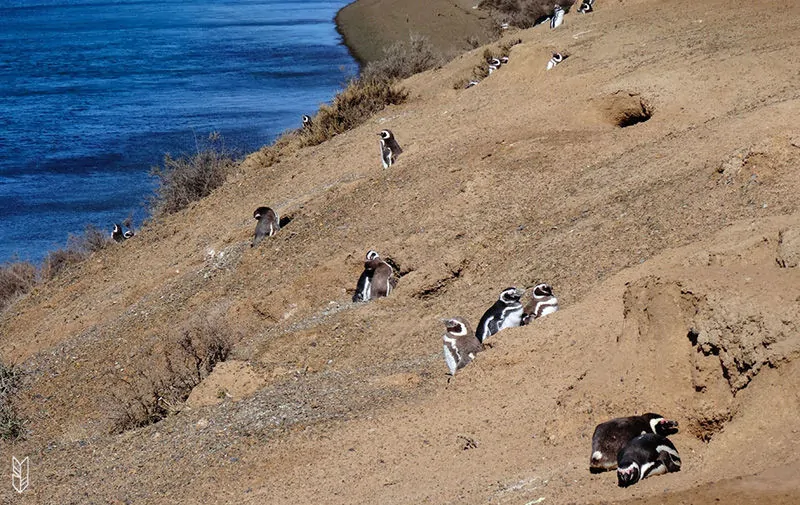 voir les pingouins en Patagonie