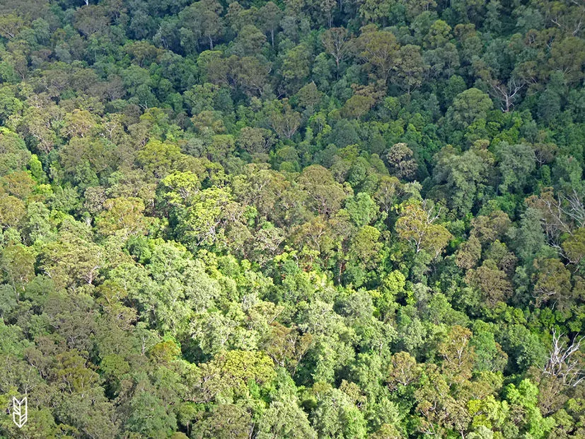 les Eucalyptus des Blue Mountains - Australie