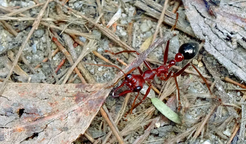 un énorme fourmi en Australie