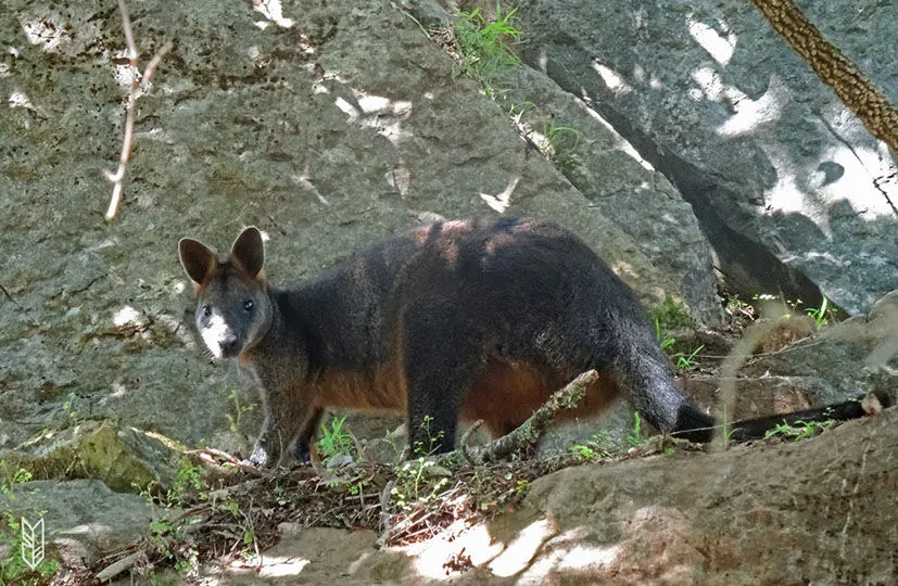 voir un Kangourou- en Australie