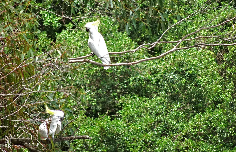 les oiseaux des Blue Mountains