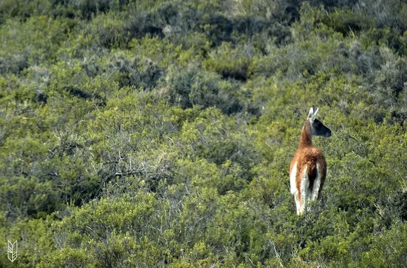 voir un lama en Argentine