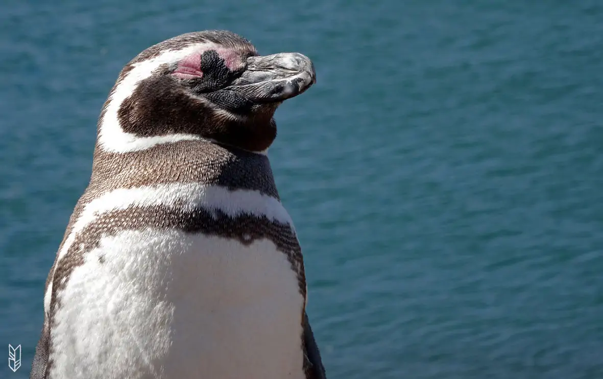 Voir les Pingouins en Patagonie