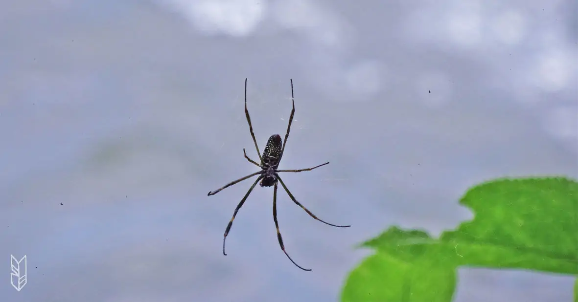 toute petite araignée à Iguazu...