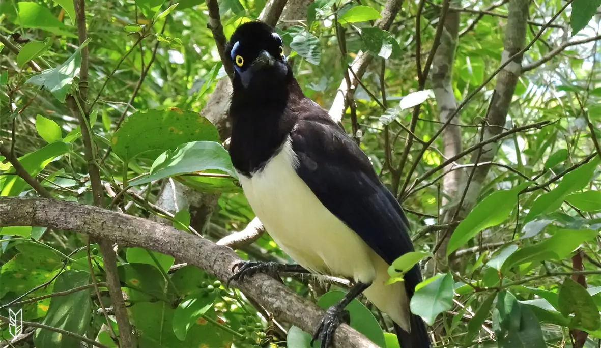 une belle rencontre dans la forêt d'Iguazu en Argentine