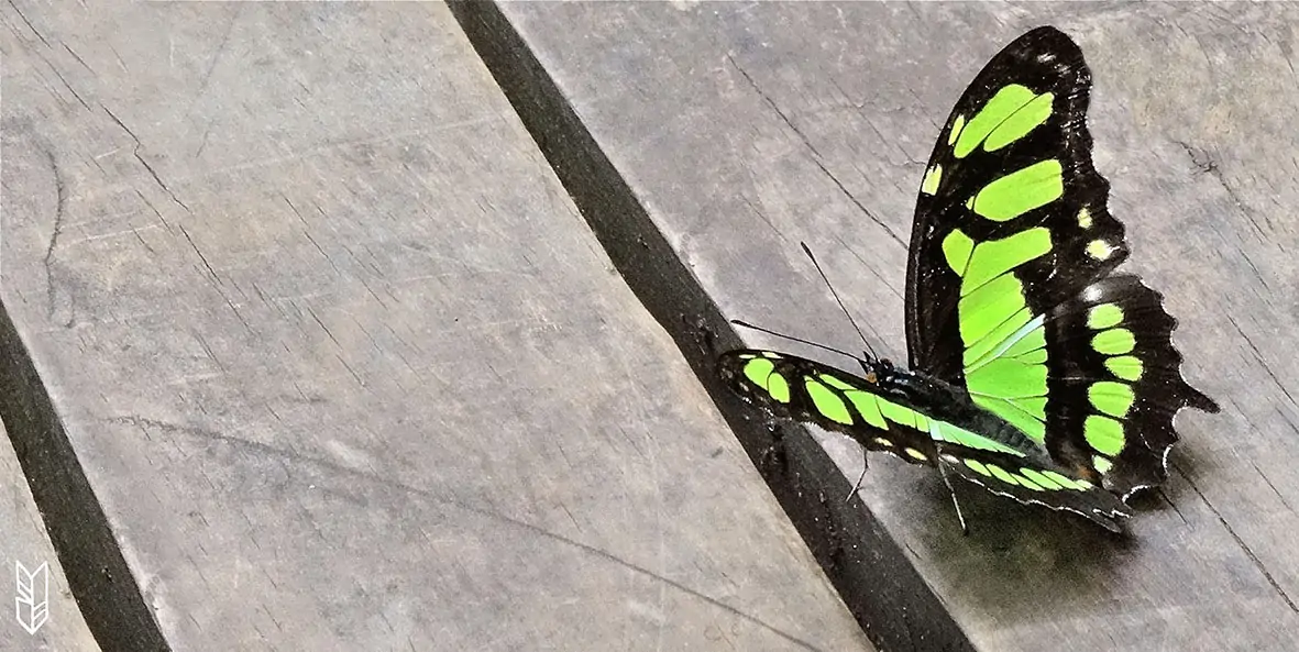 papillon coloré d'Iguazu - Argentine
