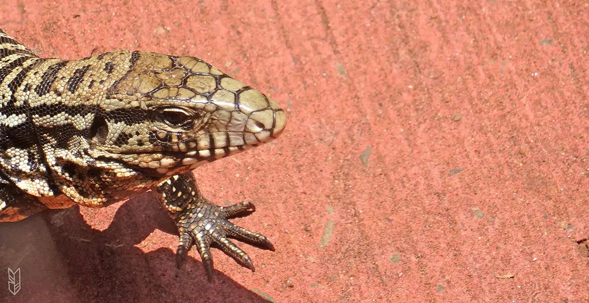 un gros lézard dans le parc national d'Iguazu