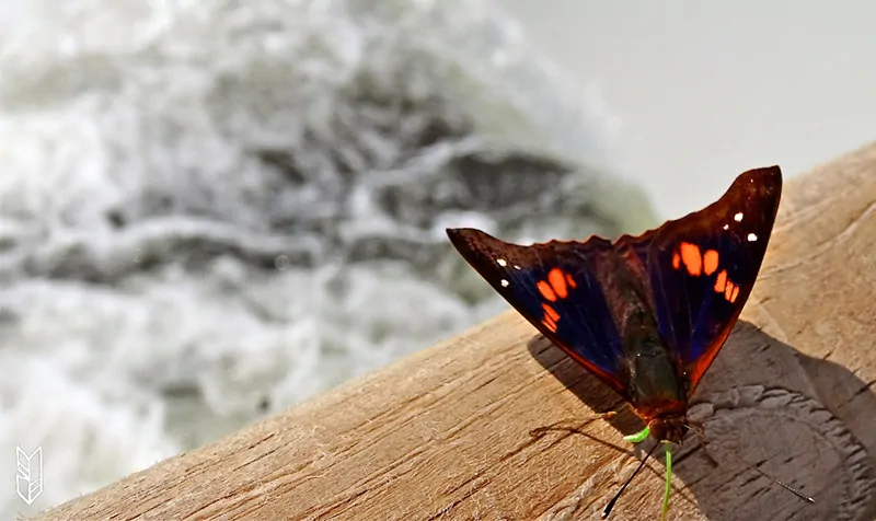 des papillons par milleirs