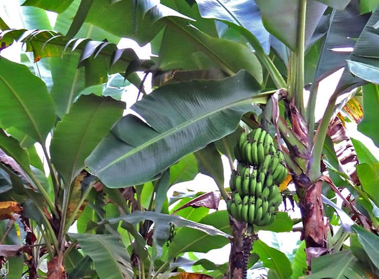 un bananier dans le jardin - Venezuela