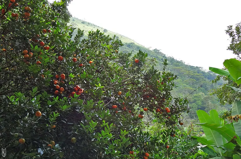 les mandarines du jardin - Venezuela