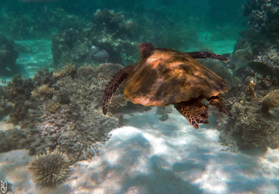 nager avec une tortue en Australie
