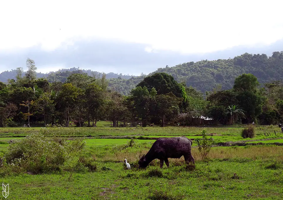 le carabao, animal typique des fermes aux Philippines