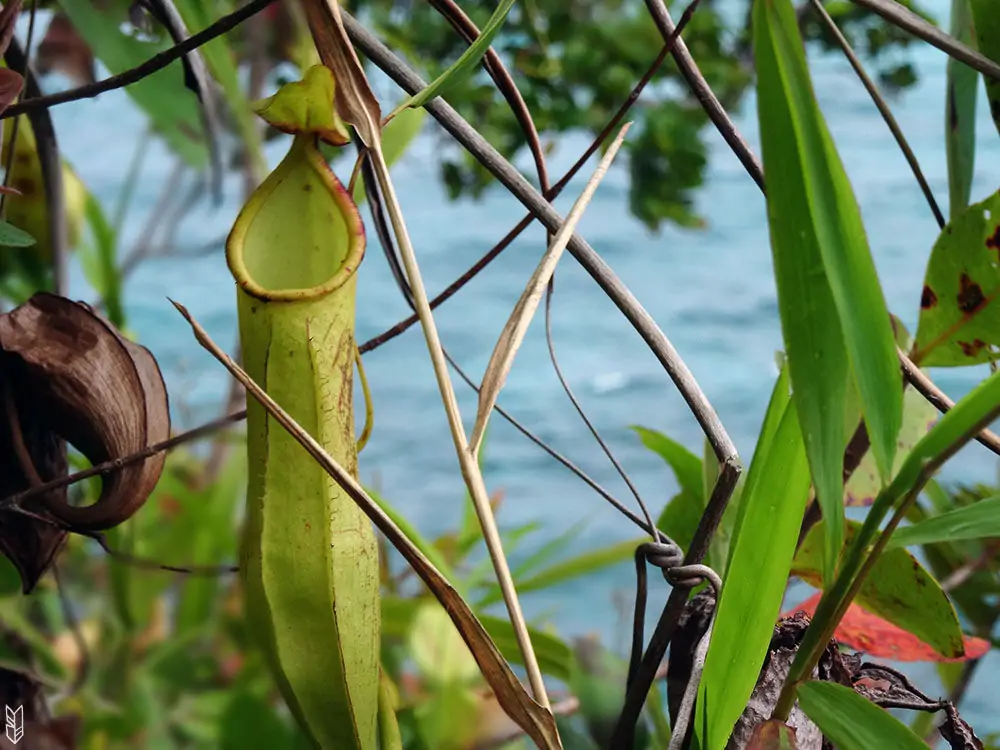 plantes carnivores aux Philippines