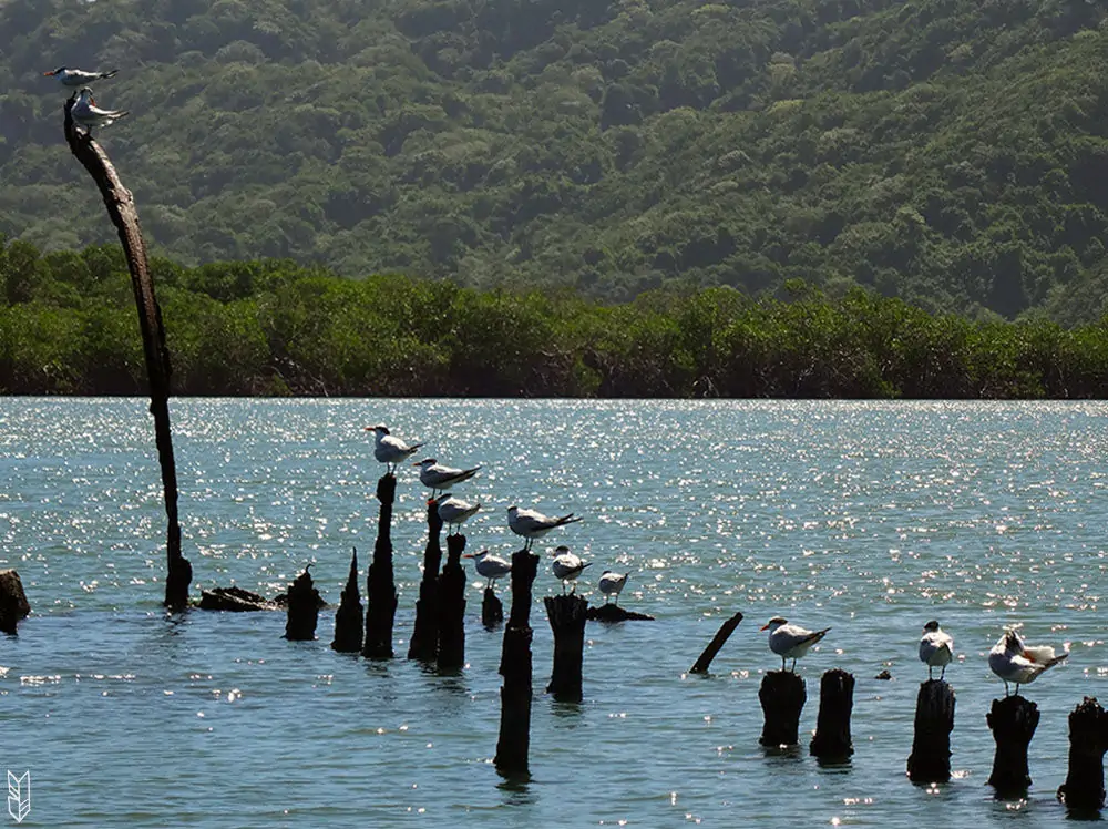 le parc de Morrocoy au Venezuela