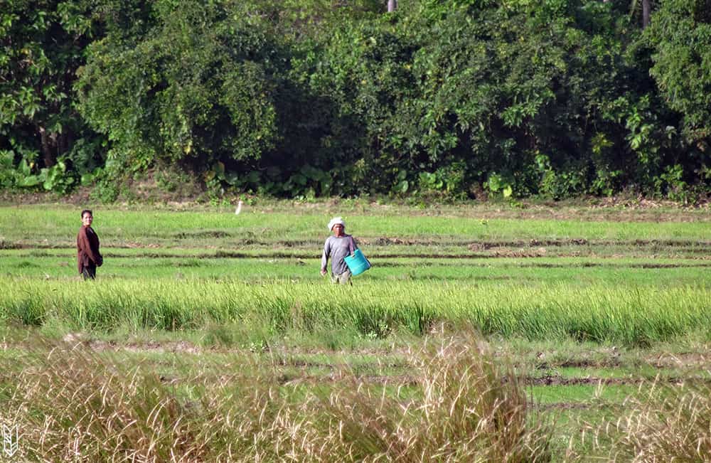 s'aventurer dans les rizières d'El Nido - Philippines