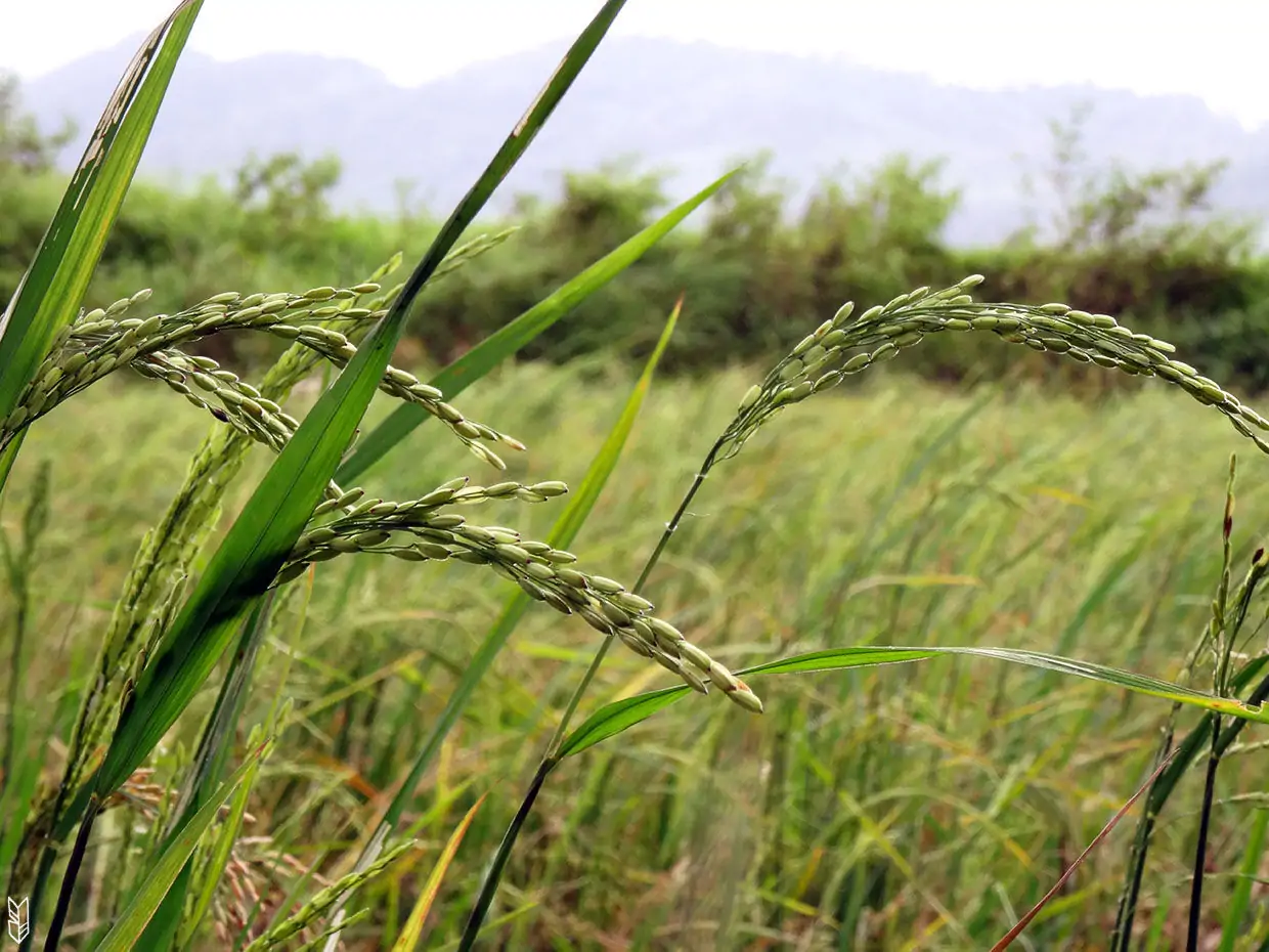 la récolte du riz aux Philippines