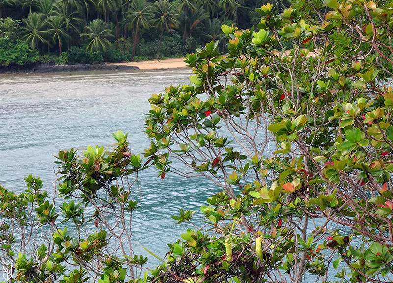 Snake Island et ses plantes carnivores à Palawan