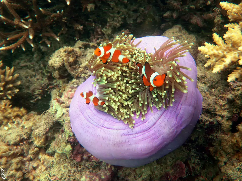 rencontre magique - snorkeling El Nido, Philippines