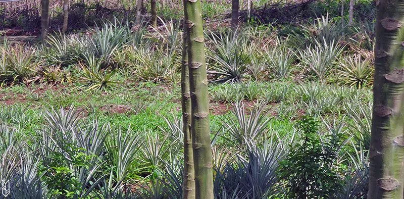 comment poussent les ananas?