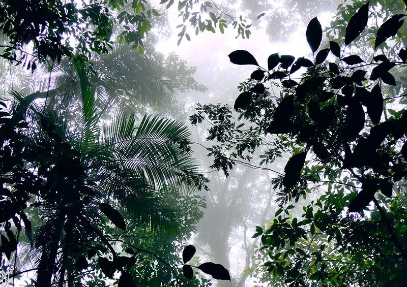 forêt Tijuca à Rio