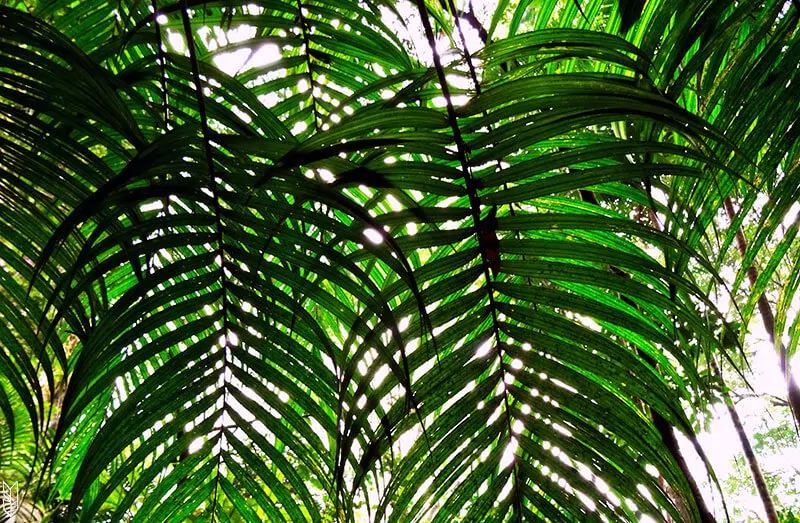 visiter la forêt de Tijuca à Rio