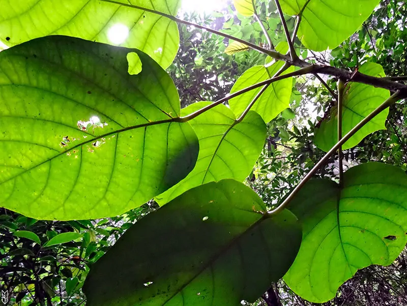 Quoi visiter Rio ? La forêt Tijuca