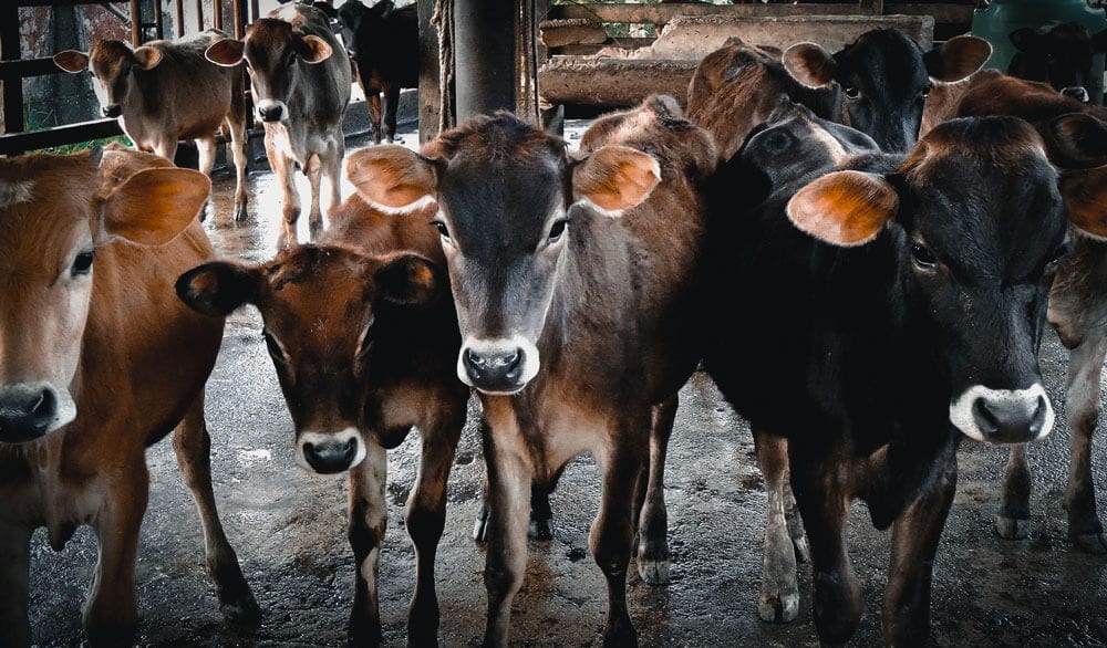 J'ai décidé d'arrêter de manger de la viande en Argentine