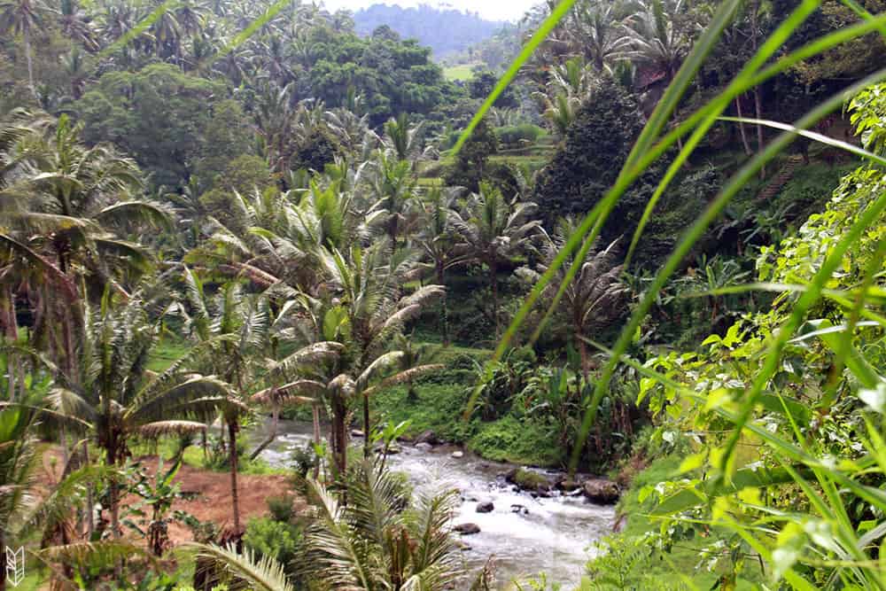 forêt tropicale à Bali