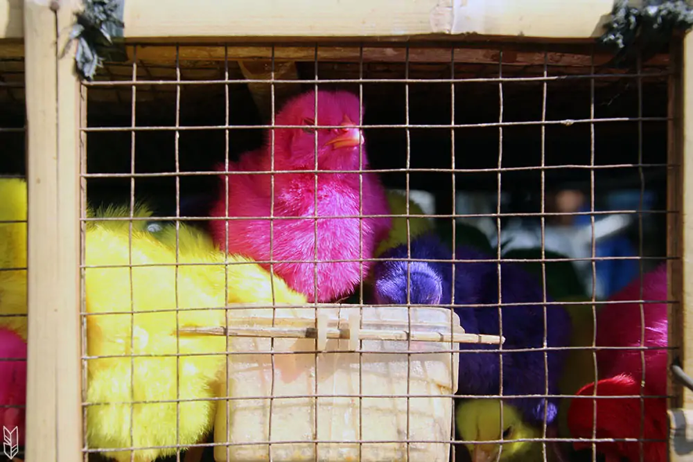 des poussins fluos à Bali...