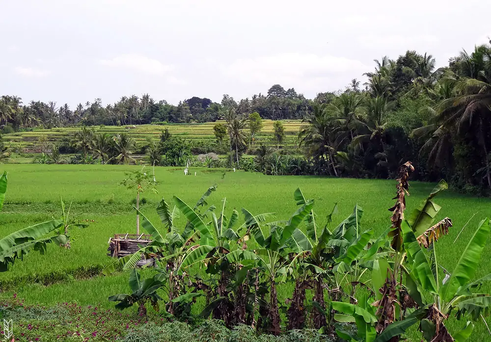 les rizières d'Ubud à Bali