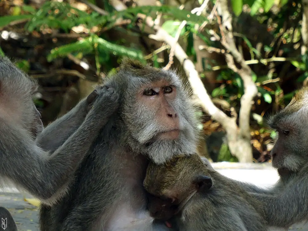 le temple des singes à Bali