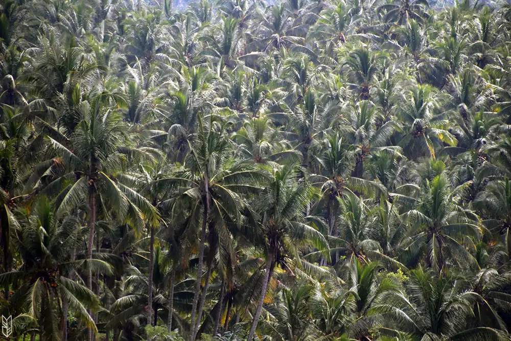 les palmiers d'Ubud à Bali