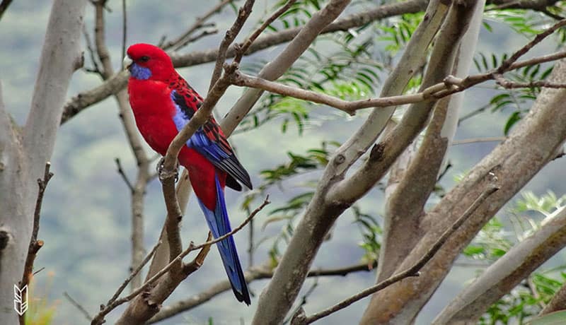 visiter les Blue Mountains