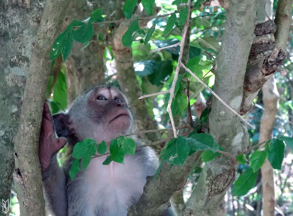 voir des singes à Bali