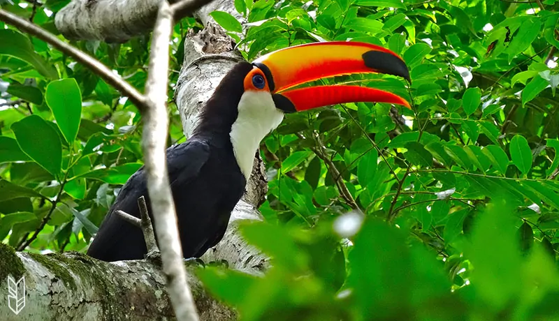 voir un toucan dans la forêt d'Iguazu