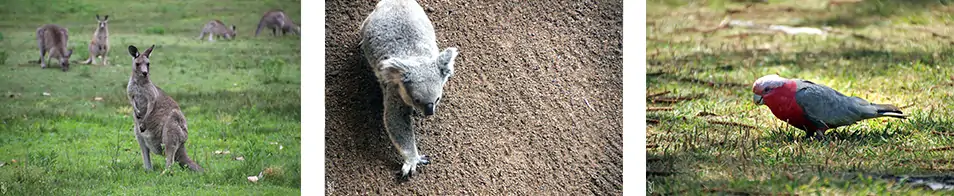 kangourous, koalas et perroquets d'Australie