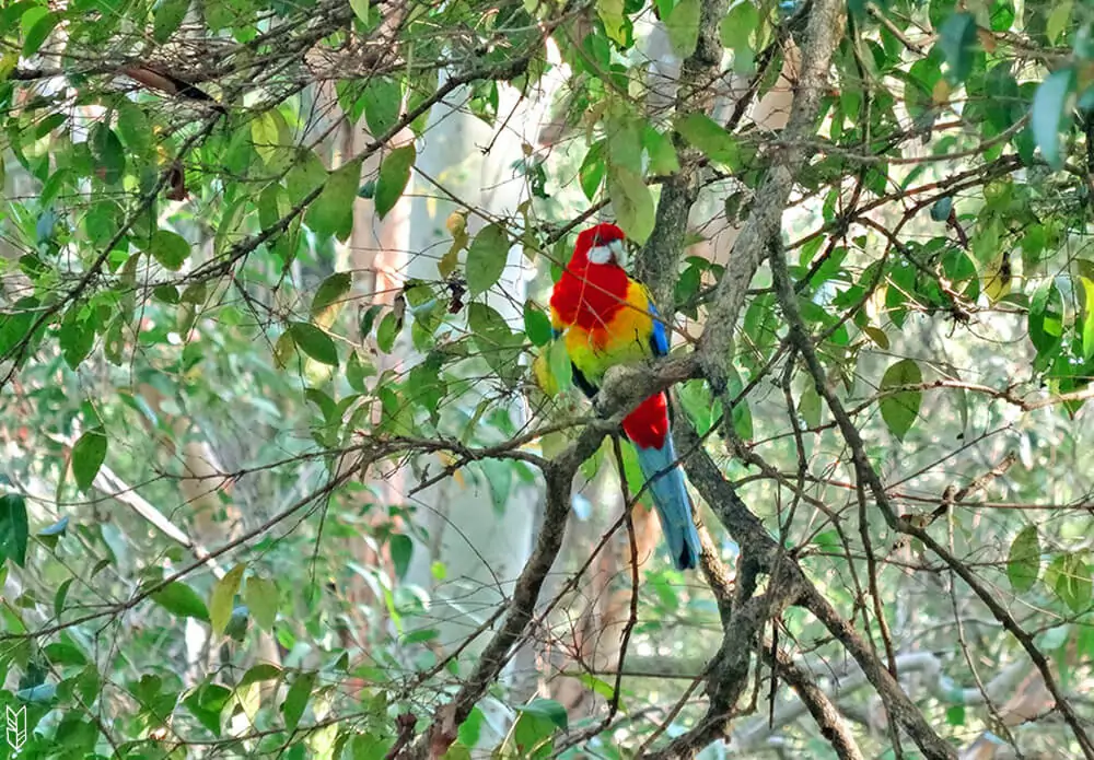 perroquet d'Australie