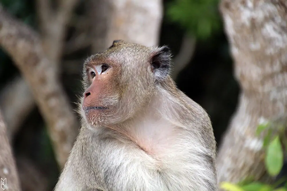 Monkey Island - Vietnam