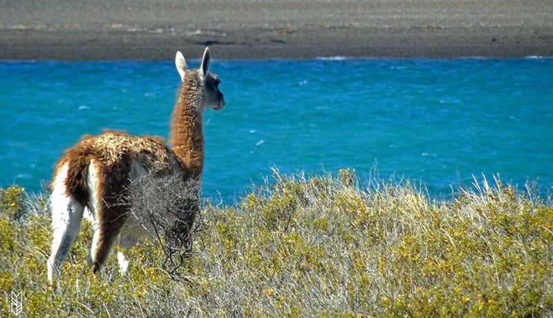 Lama - Patagonie