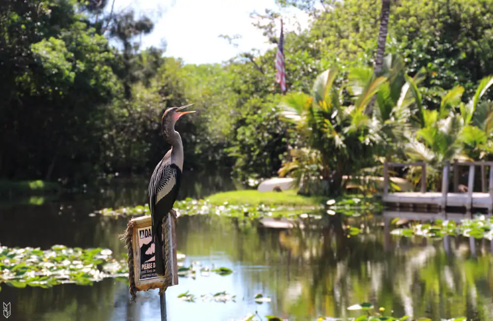 les Everglades