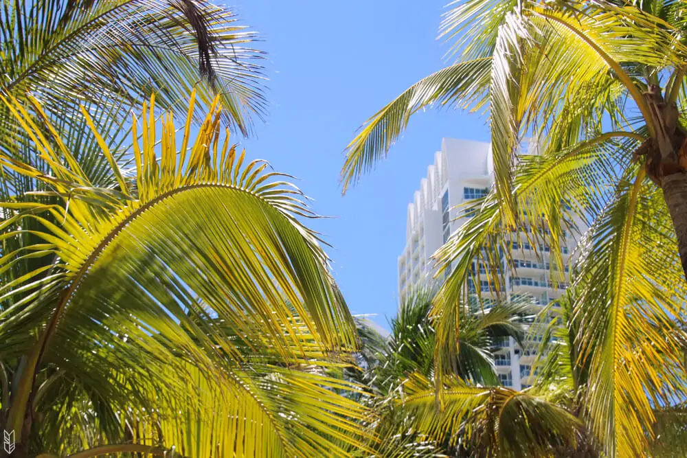 les palmiers de South Beach