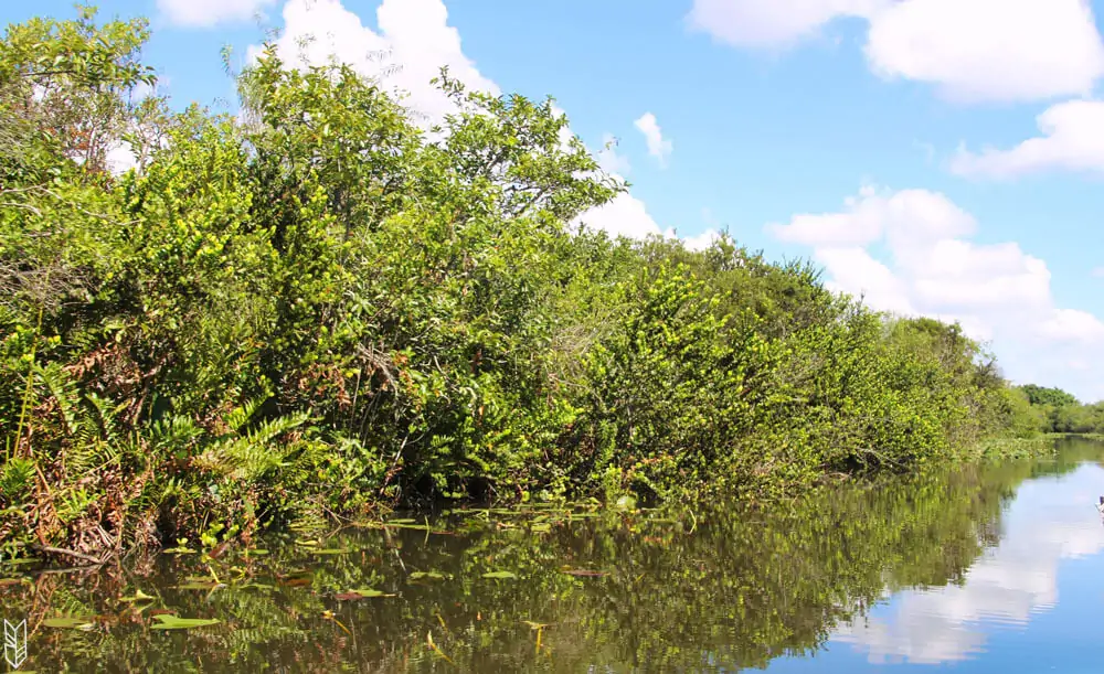 les marécages des Everglades