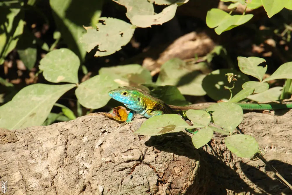 dans la forêt du Parc Tayrona