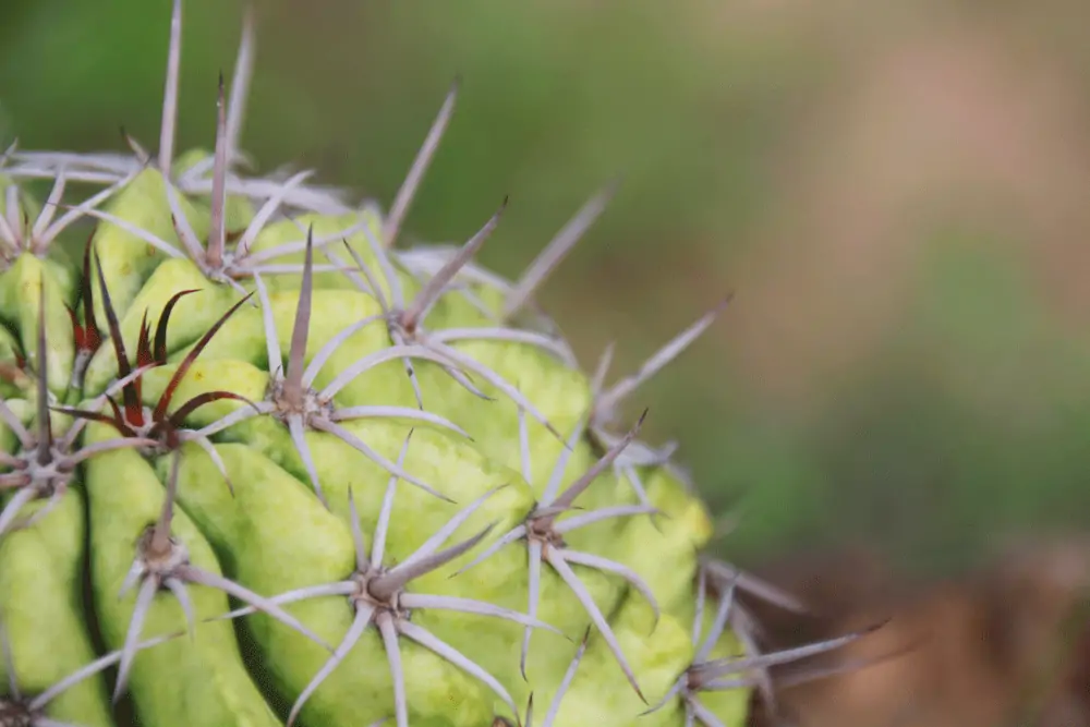 cactus du désert