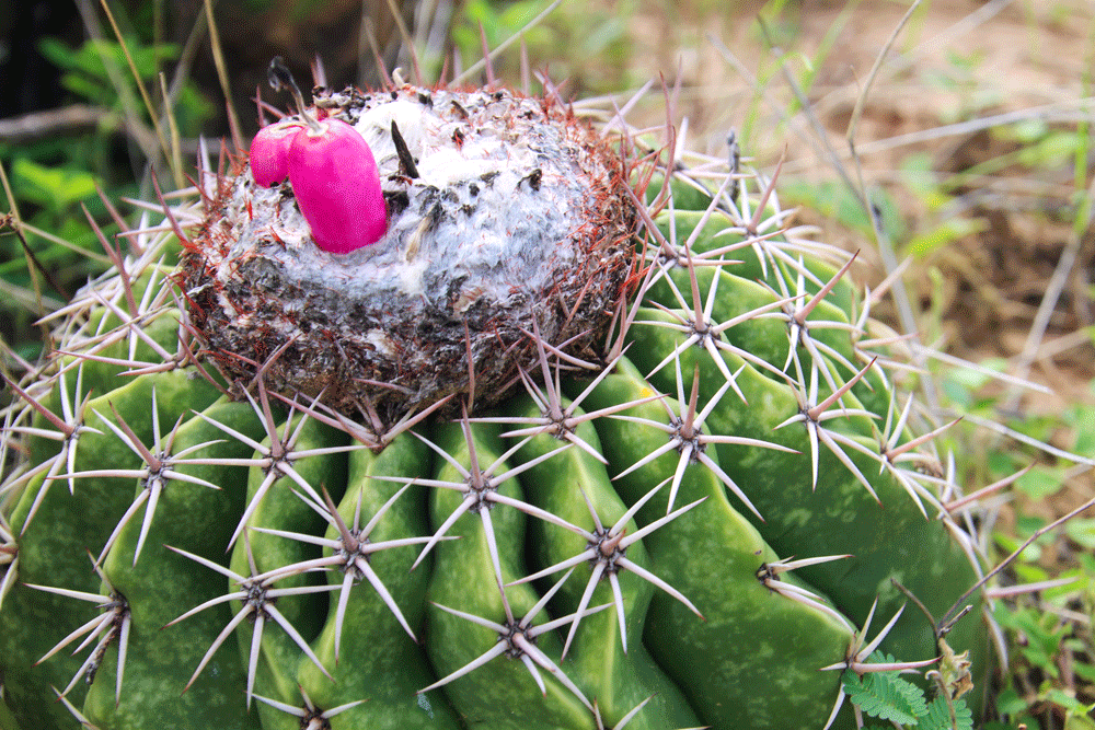 les fruits des cactus